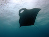 The manta underneath the surface