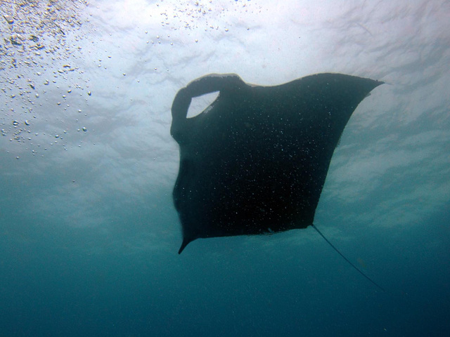 The manta underneath the surface