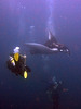 The diver and the manta ray
