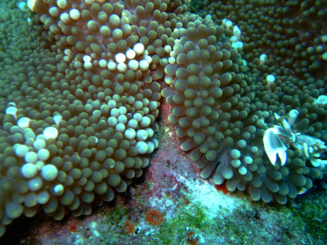 Sea Anemones