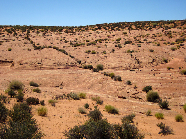 Hike To Tower Butte - Linear Vegetation (2618)