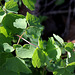 Pigamon à feuilles d'Ancolie