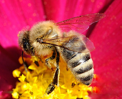Une abeille butine...