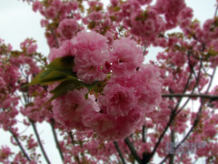 Sakuro 樱花