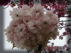 Sakuro 樱花