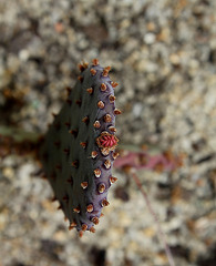 Opuntia macrocentrum