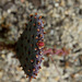Opuntia macrocentrum