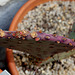 Opuntia macrocentrum  (2)