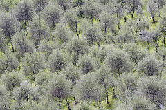 Olivenbaumplantage