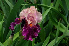 Iris Color Splash (2)