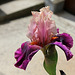 Iris Color Splash (4)