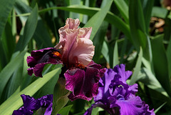 Iris Color Splash (5)