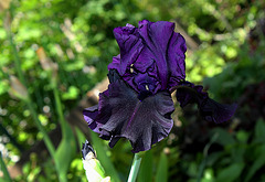 Iris Hello Darkness (2)