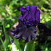 Iris Hello Darkness (2)