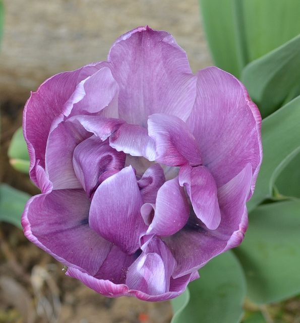 tulipe DSC 0197