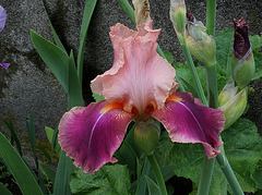 Iris Carnaby (3)