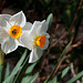 Narcisse ' Geranium'