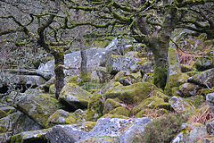 Wistmans Wood - Dartmoor - 120331