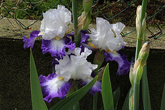 Iris Futuriste (3)