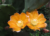 Cactus Flower (0799)