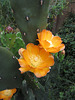Cactus Flower (0801)