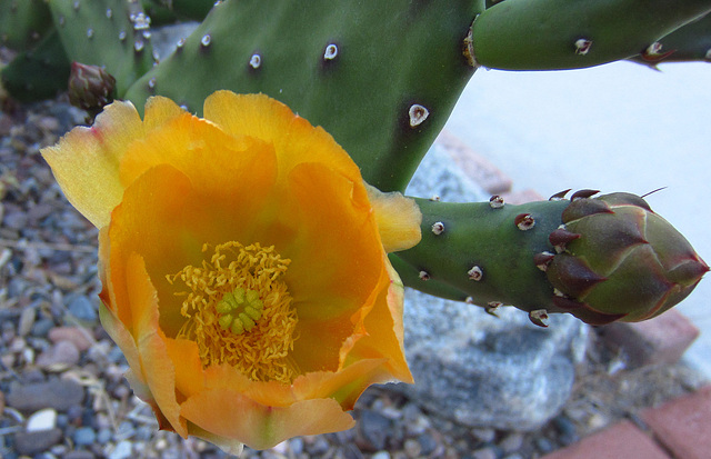 Cactus Flower (0805)