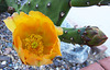 Cactus Flower (0806)