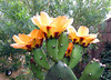 Cactus Flowers (0802)