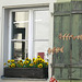 Fenster-Allerlei in Regensburg