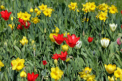 Tulpen und Narzissen