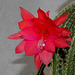 Aporocactus-Disocactus mallisonii