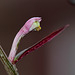 Monadenium montanum ssp rubellum (3)