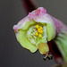Monadenium montanum ssp rubellum (6)