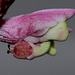 Monadenium montanum ssp rubellum (9)