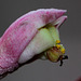 Monadenium montanum ssp rubellum (10)