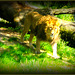 Le ROI lion au parc de la tête d'or..!