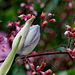 Fleur d'Hosta- Jardin 2012
