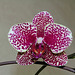 Phalaenopsis Hi-Sin