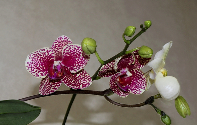 Phalaenopsis Hi-Sin (2)