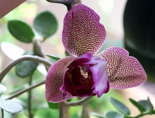 Phalaenopsis pélorique