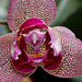 Phalaenopsis pélorique (2)