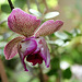 Phalaenopsis pélorique (3)