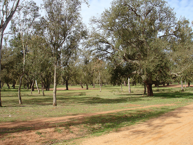 foret maamoura 1