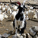 Pashmina goats