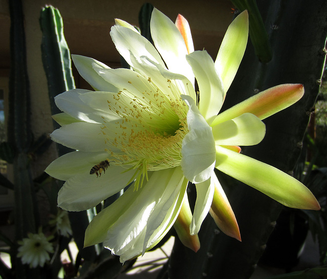 Night Blooming Cactus (0788)