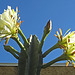 Night Blooming Cactus (0790)