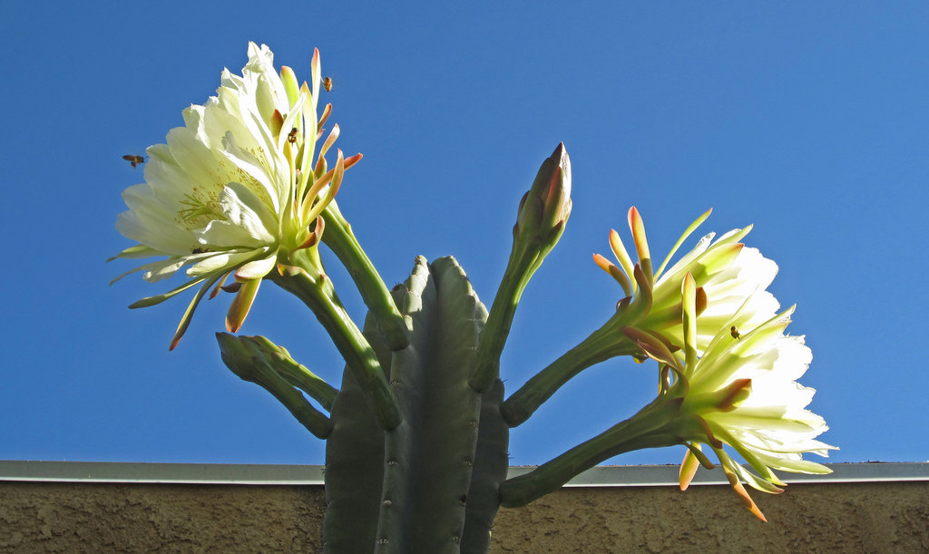 Night Blooming Cactus (0790)