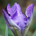 Iris de mon jardin
