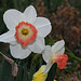 Narcisses hybrides (2)