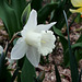 Narcisses hybrides (8)